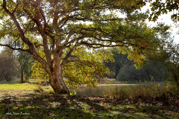 Premier festival de l'arbre en Vendée