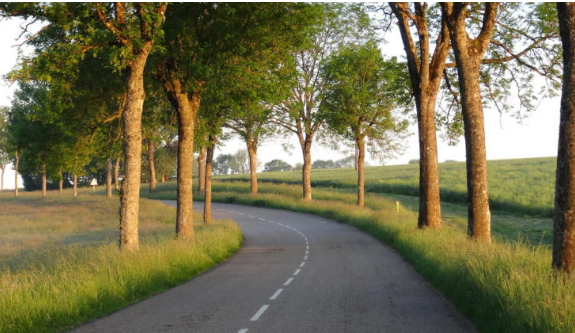 Visioconférence publique en direct : L'arbre, notre allié pour l'avenir