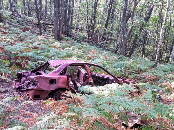 Nettoyage de la forêt des Tailles d'Herbelay